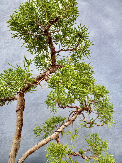 Shimpaku Juniper #1