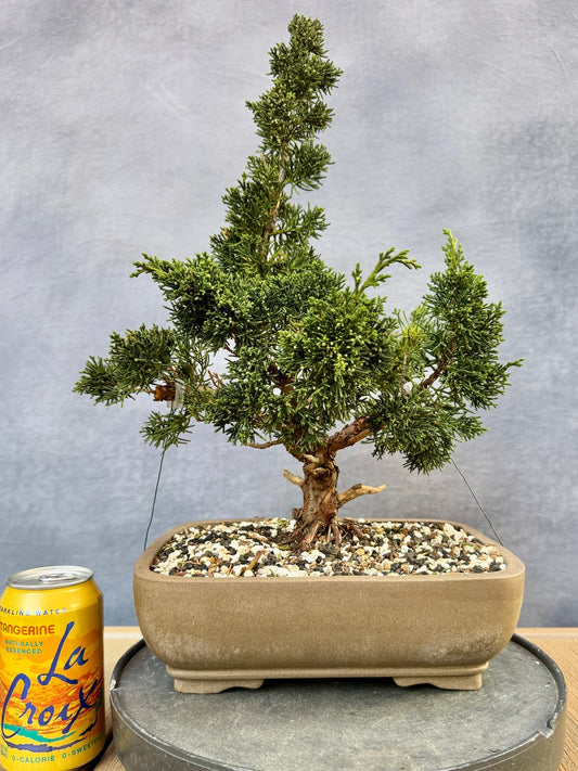 Shimpaku Juniper #2