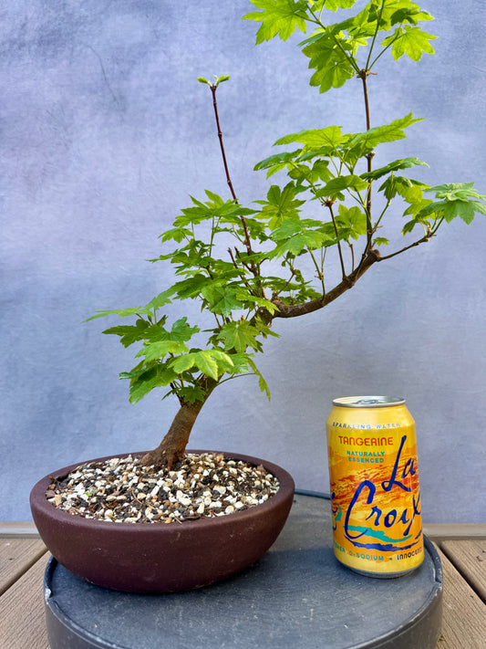 Vine Maple #1