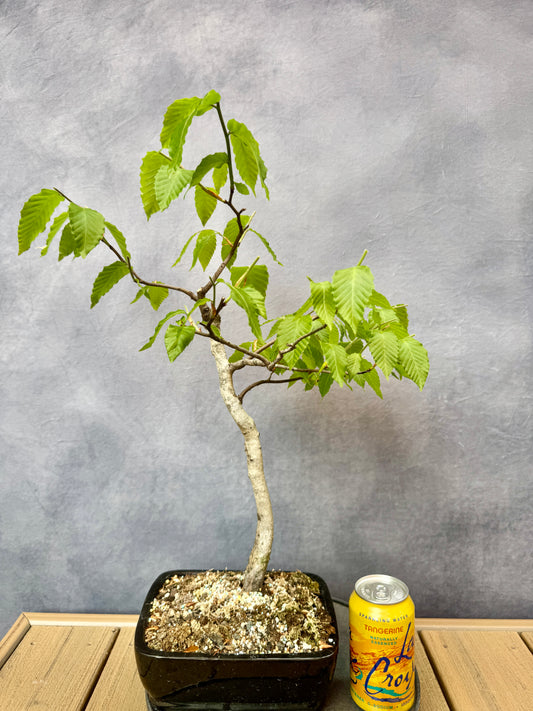 American Beech #1