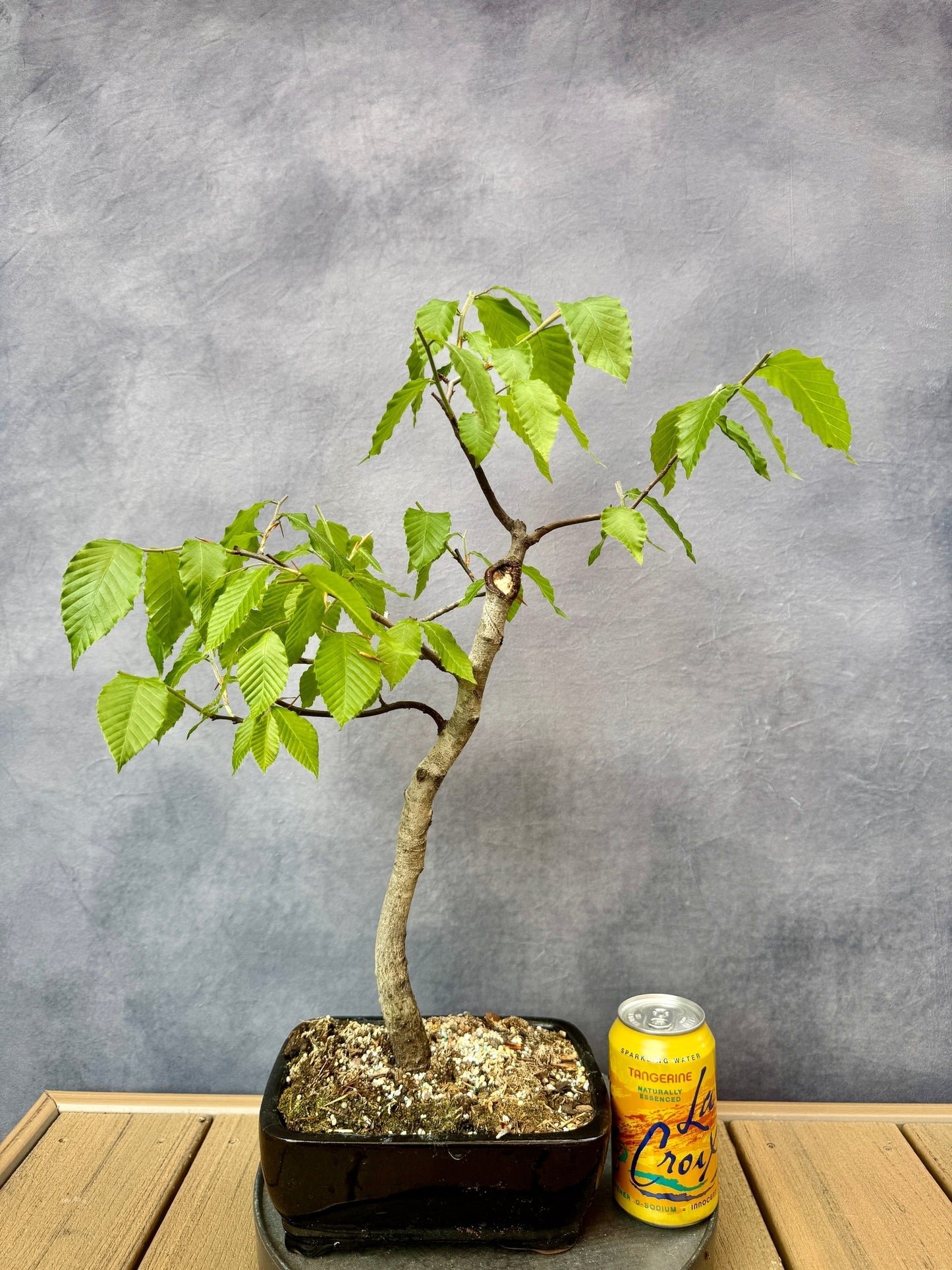 American Beech #1