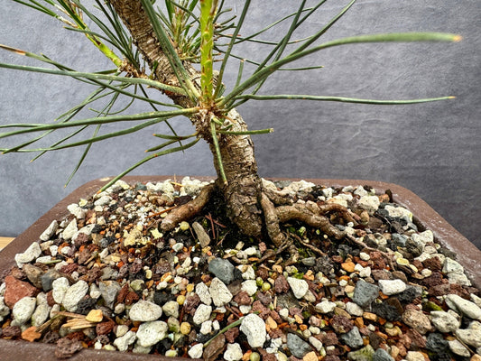Mikawa Japanese Black Pine #2