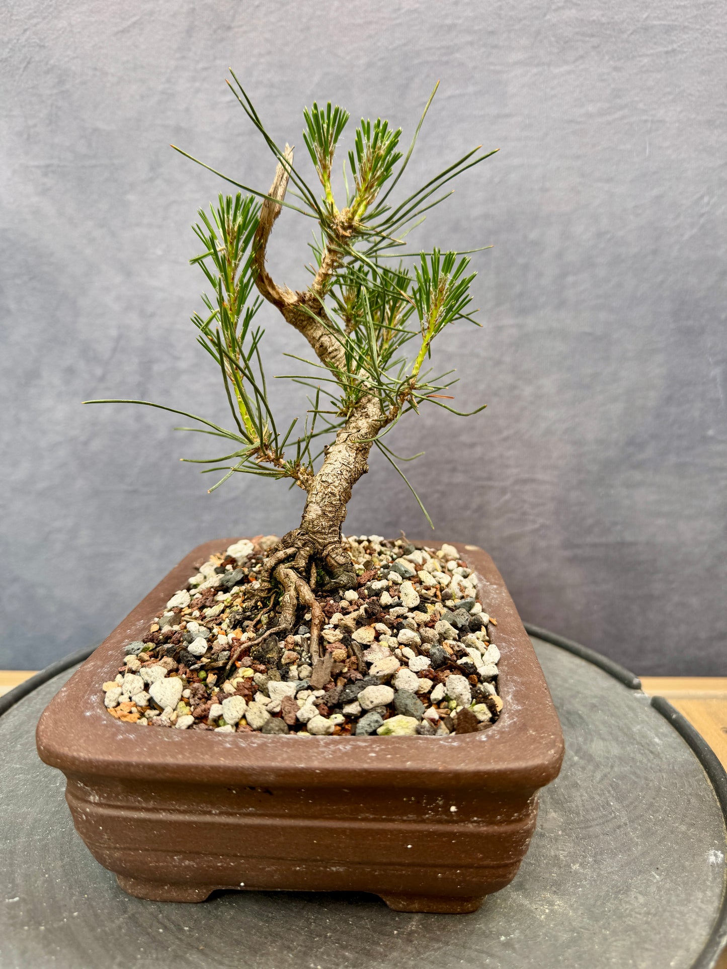 Mikawa Japanese Black Pine #2