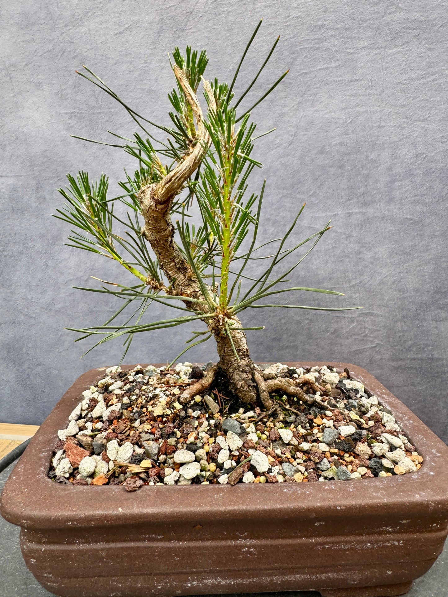 Mikawa Japanese Black Pine #2