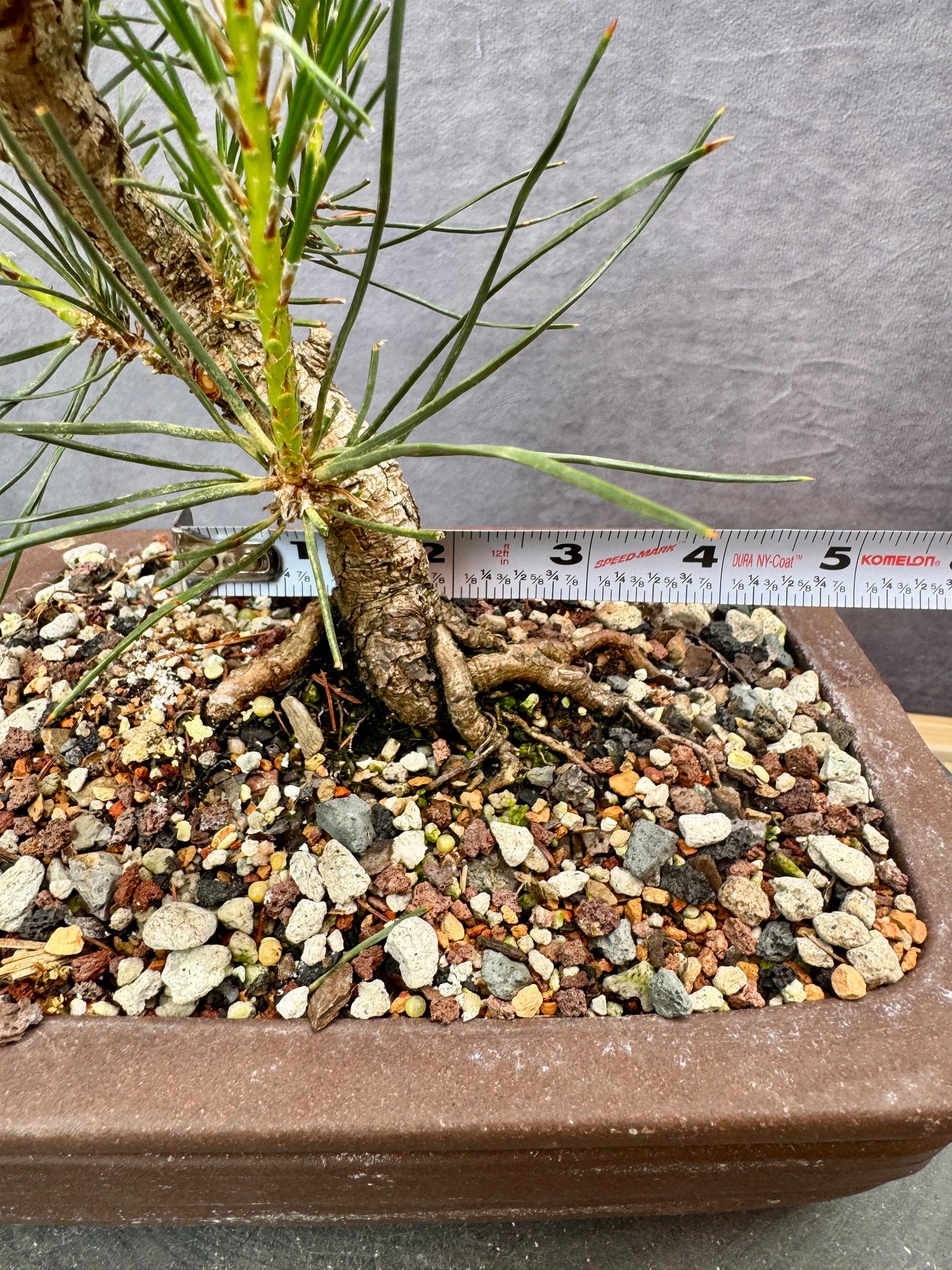 Mikawa Japanese Black Pine #2