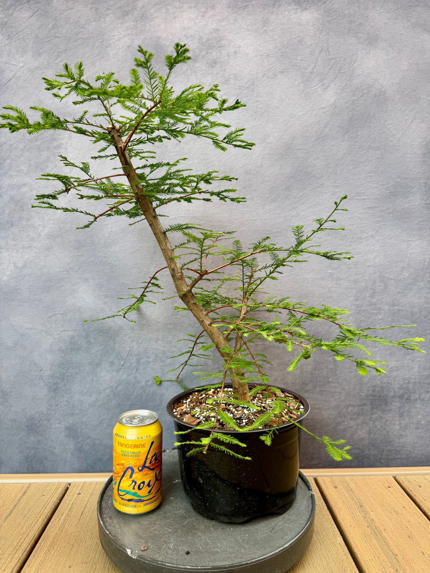 Bald Cypress #1