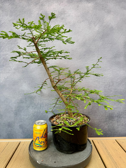 Bald Cypress #1