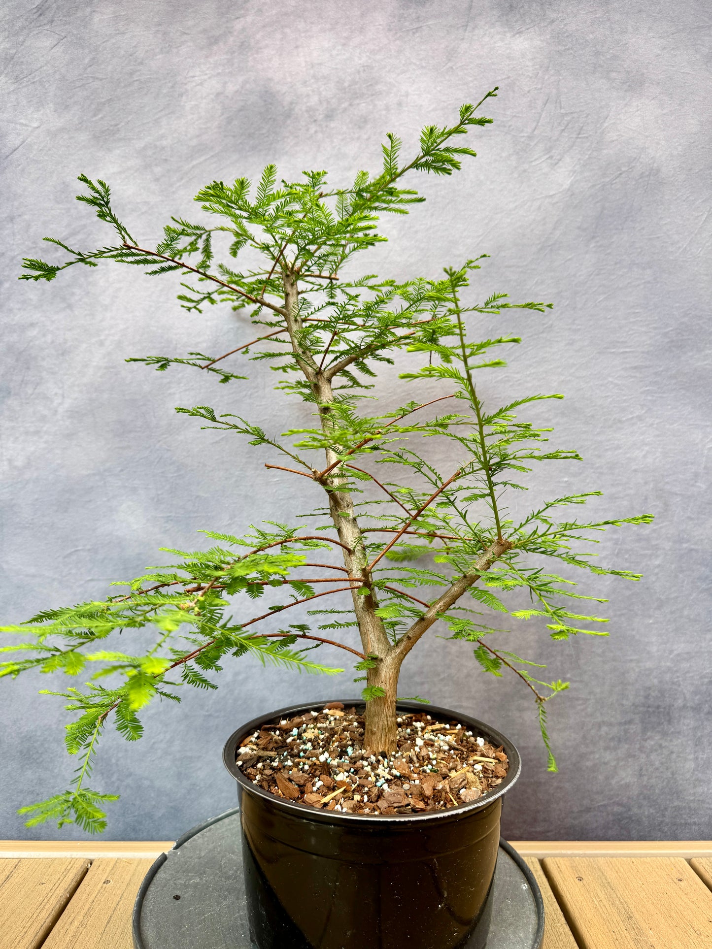 Bald Cypress #1