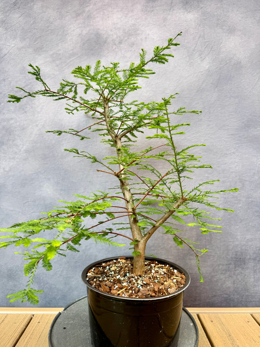 Bald Cypress #1