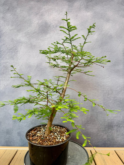Bald Cypress #1