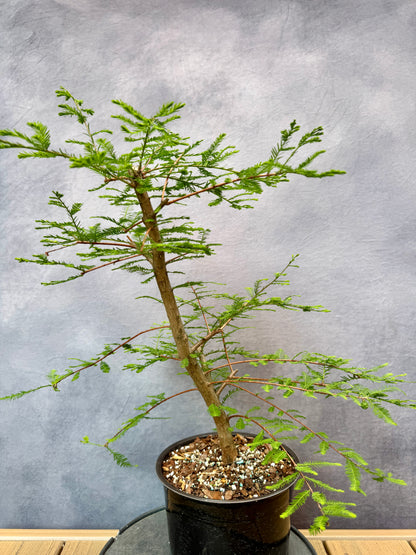 Bald Cypress #1