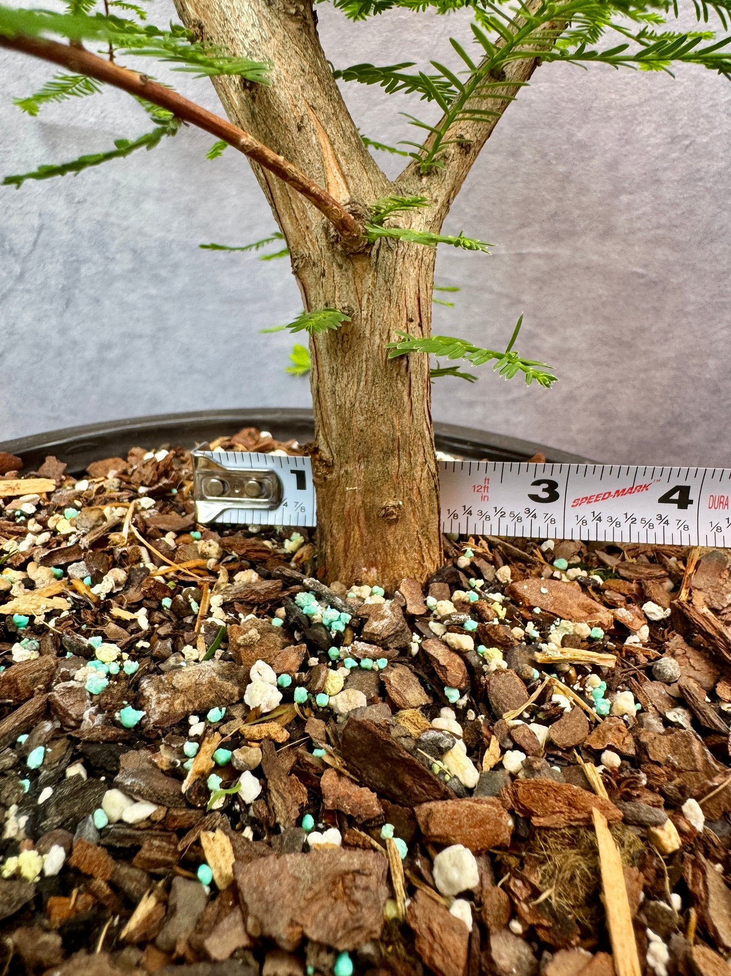 Bald Cypress #1