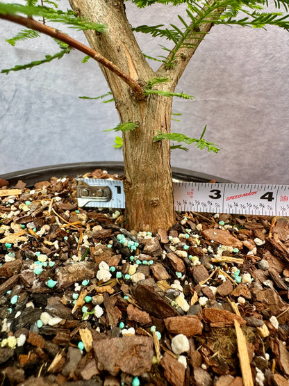 Bald Cypress #1