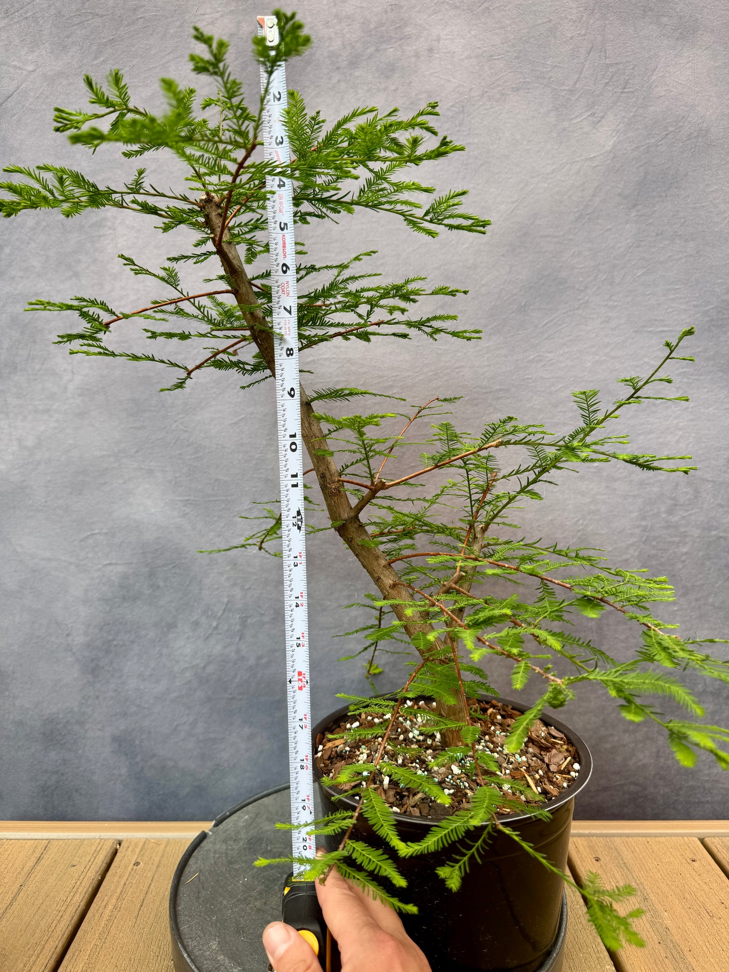 Bald Cypress #1