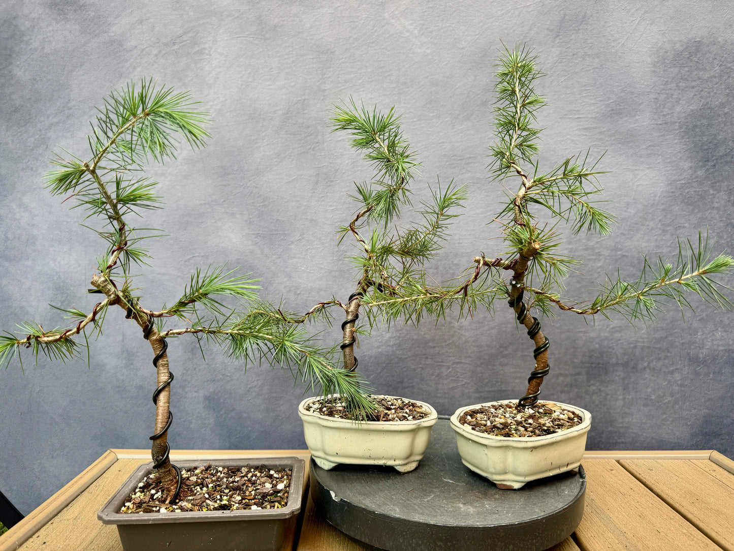 Deodar Cedars (3-pack)
