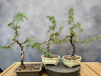 Deodar Cedars (3-pack)