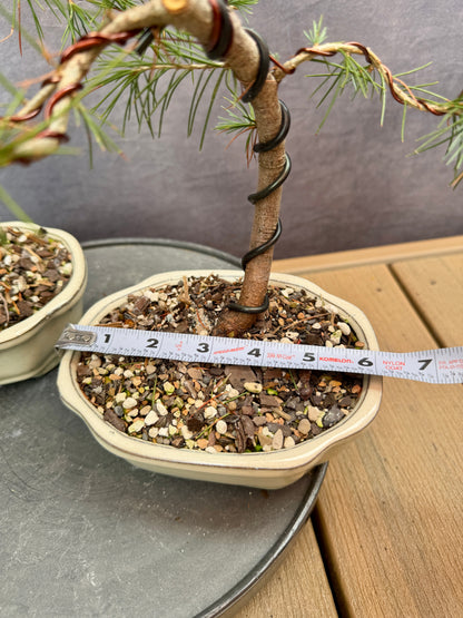 Deodar Cedars (3-pack)