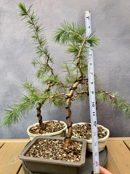 Deodar Cedars (3-pack)