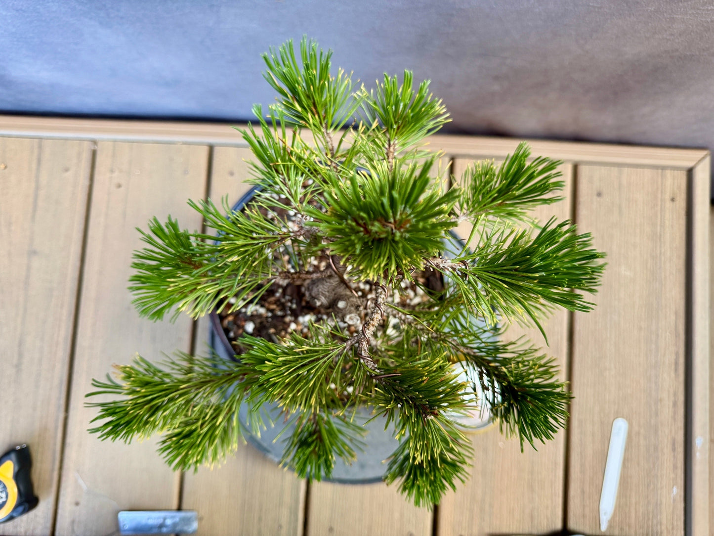 Dwarf Mugo Pine 'Carstens Wintergold'