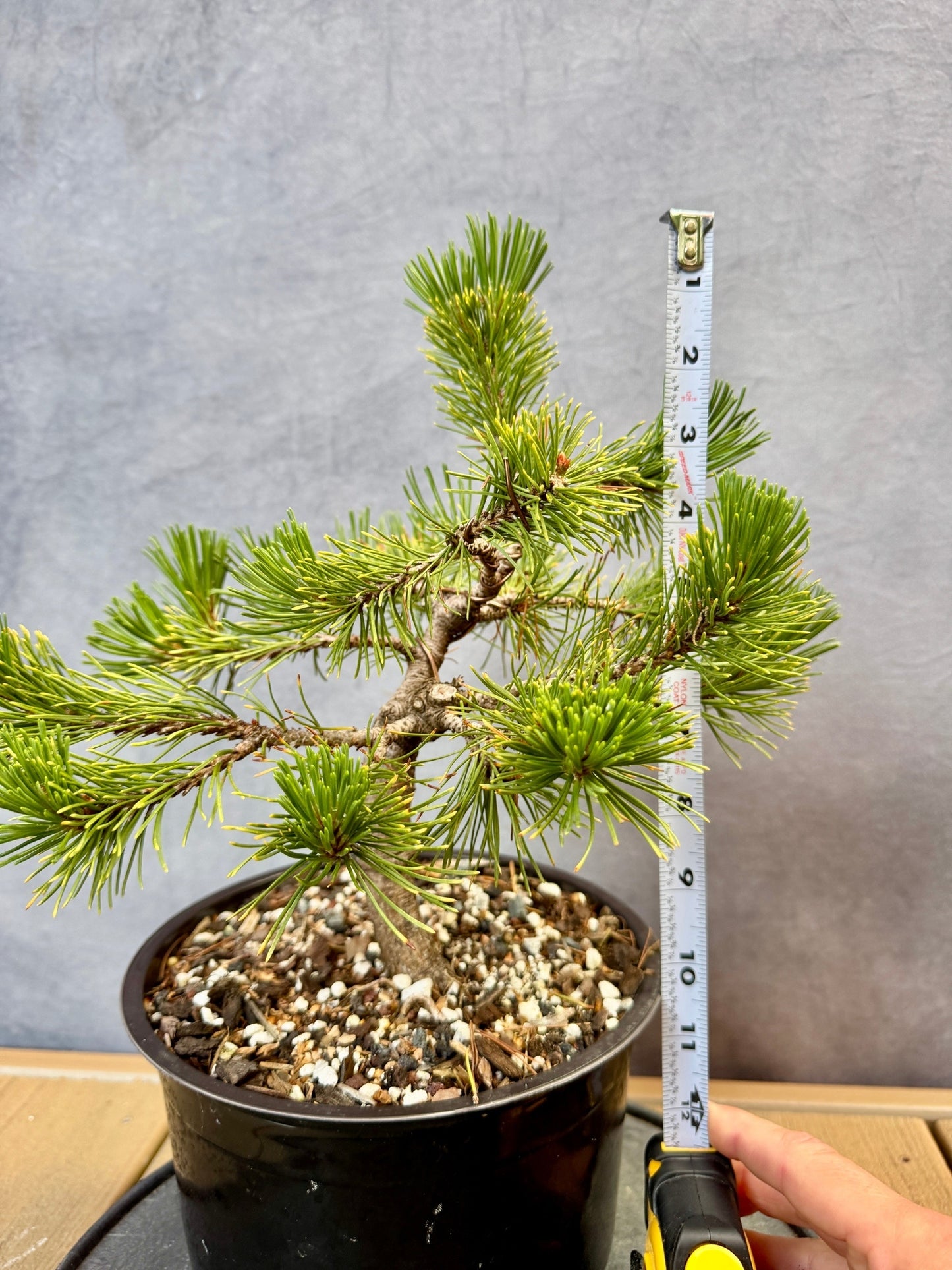 Dwarf Mugo Pine 'Carstens Wintergold'