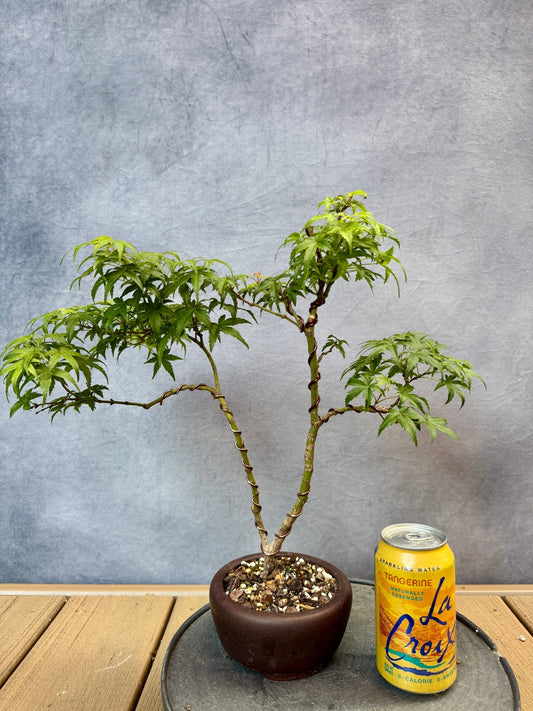 Sharp's Pygmy Japanese Maple #2