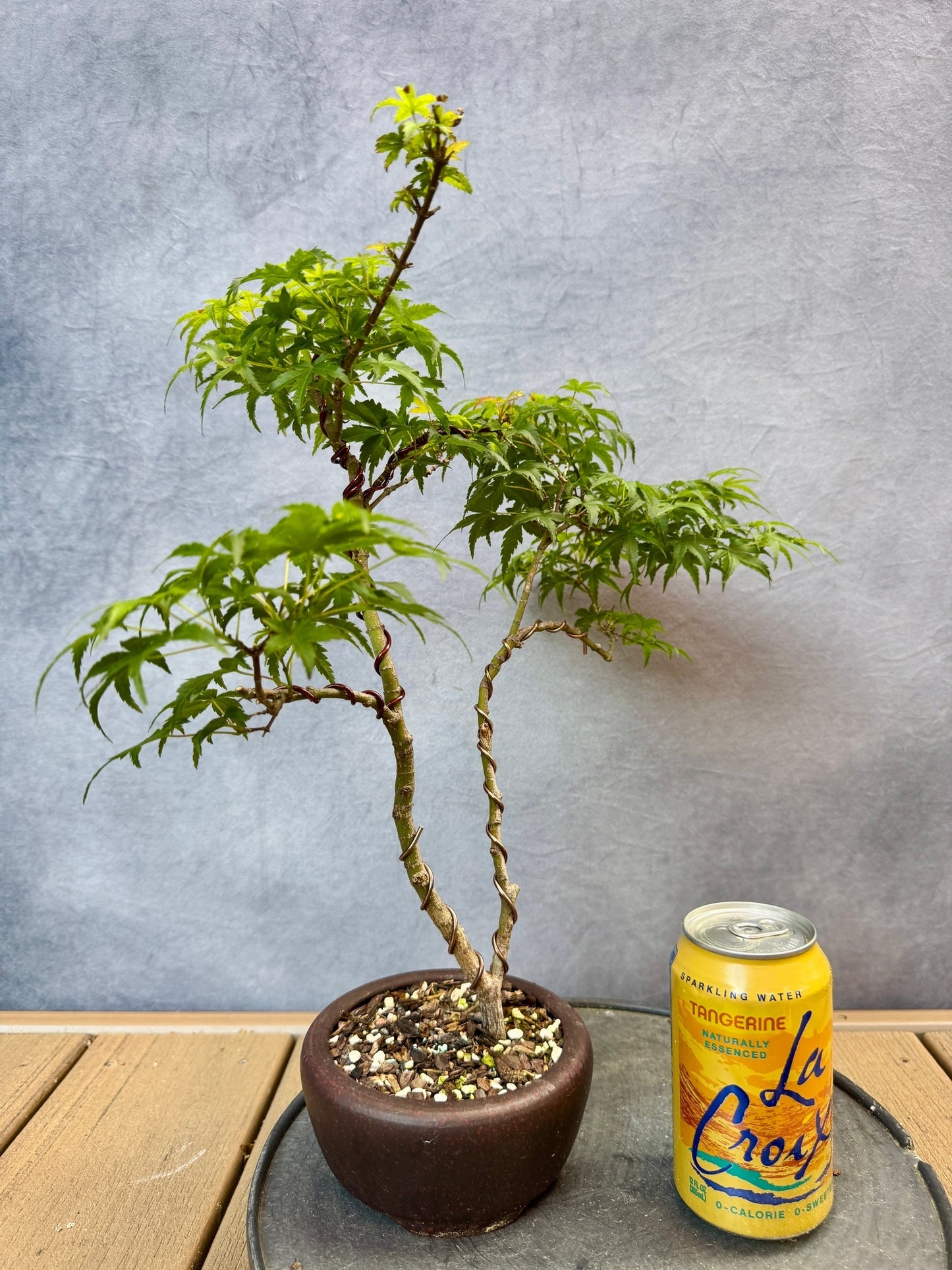 Sharp's Pygmy Japanese Maple #2