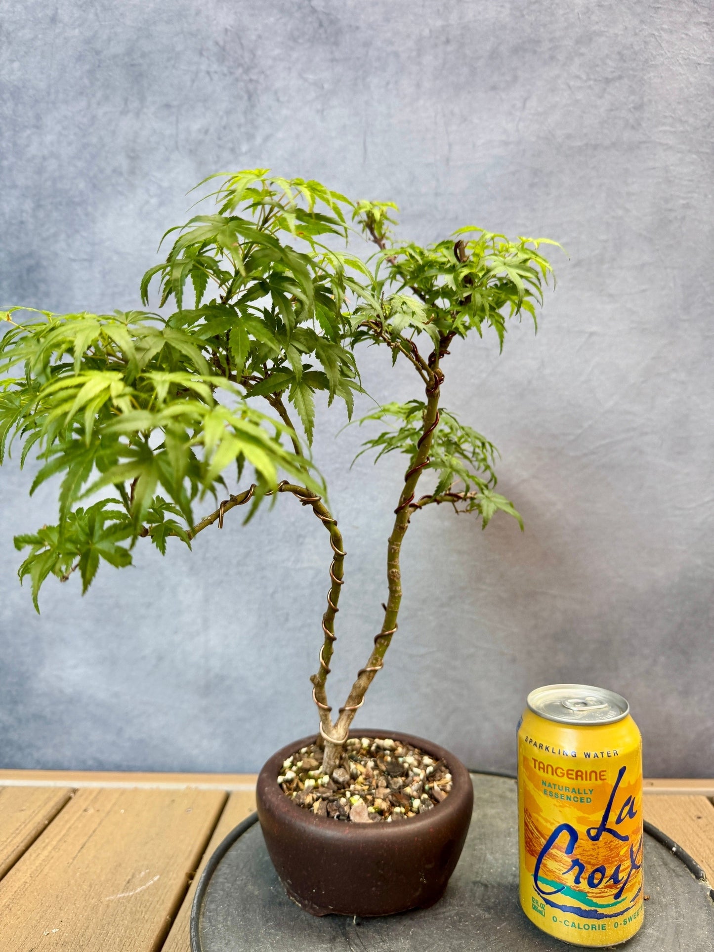 Sharp's Pygmy Japanese Maple #2