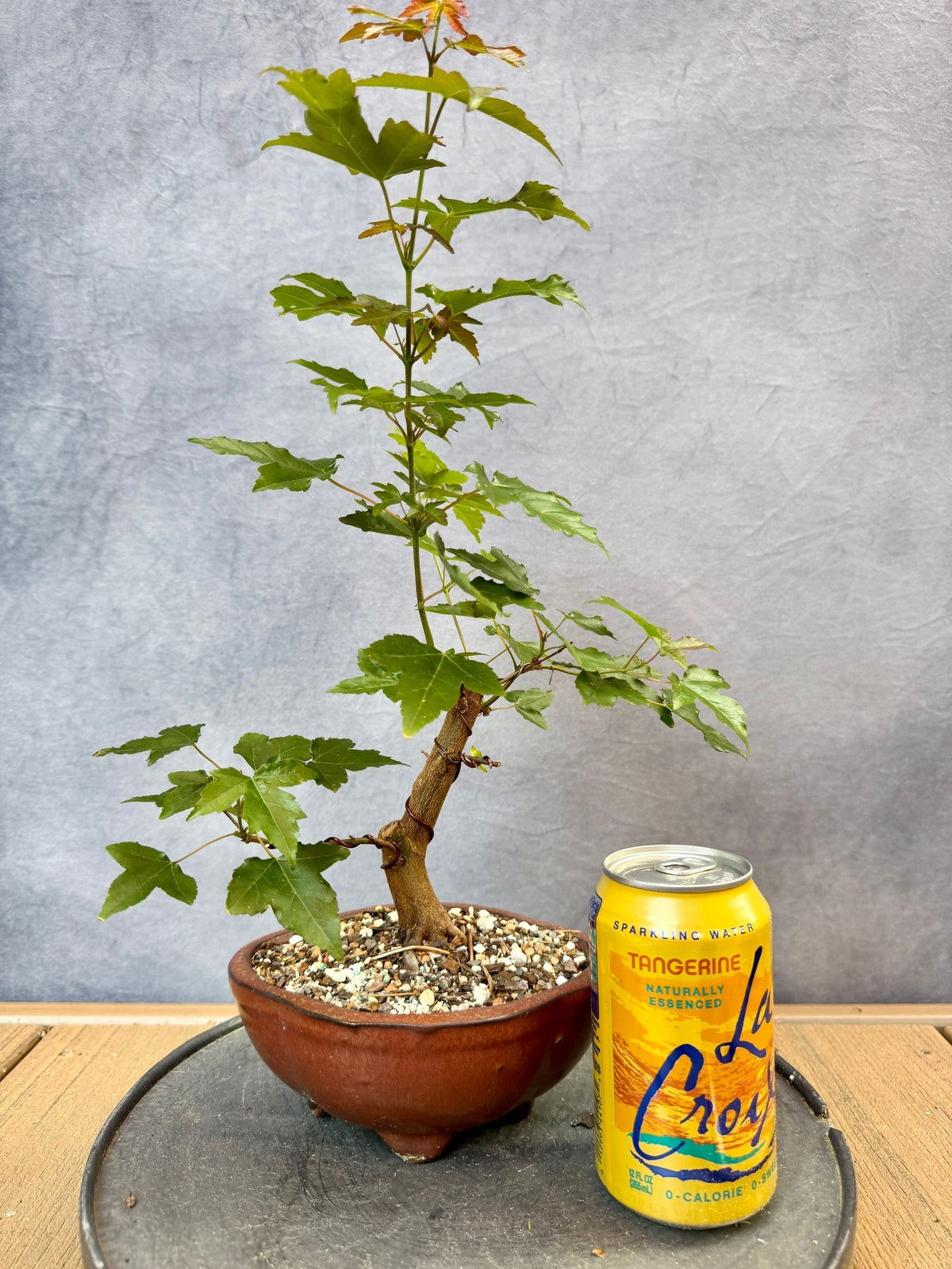 Gen Tri Maple Trident Maple #3 | Appalachian Plantworks
