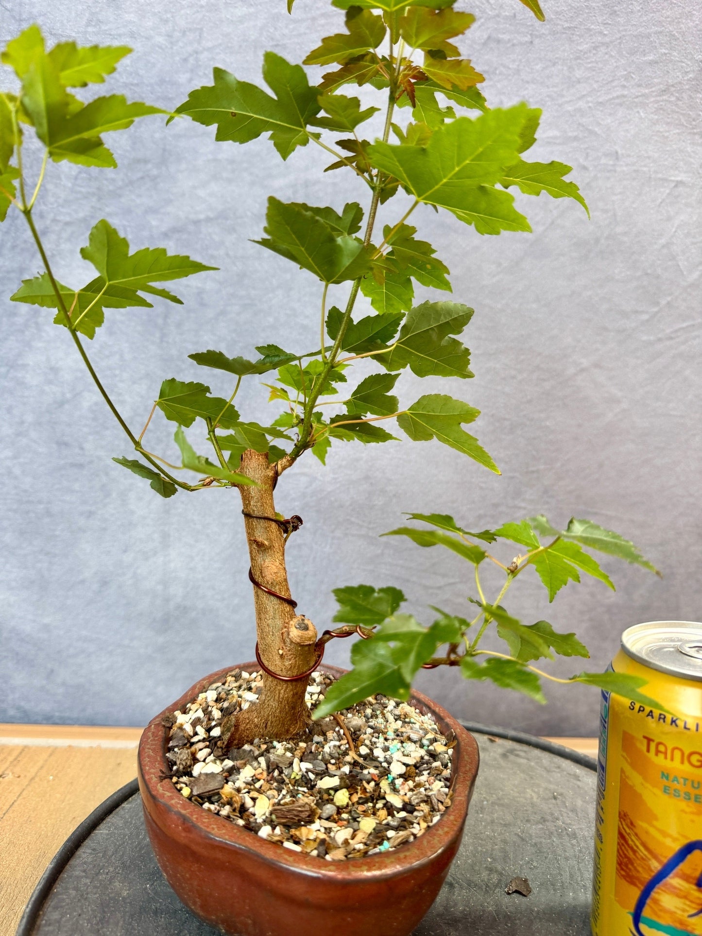 Trident Maple #3