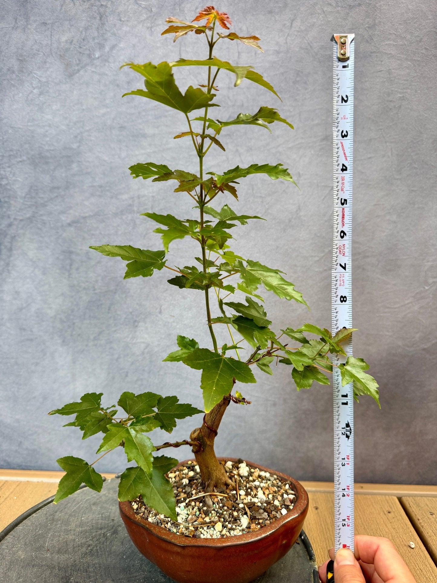 Trident Maple #3