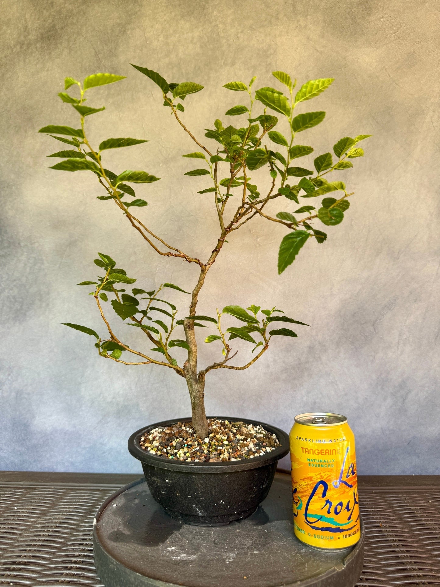 European Hornbeam #1