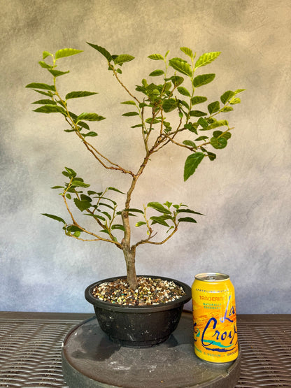 European Hornbeam #1