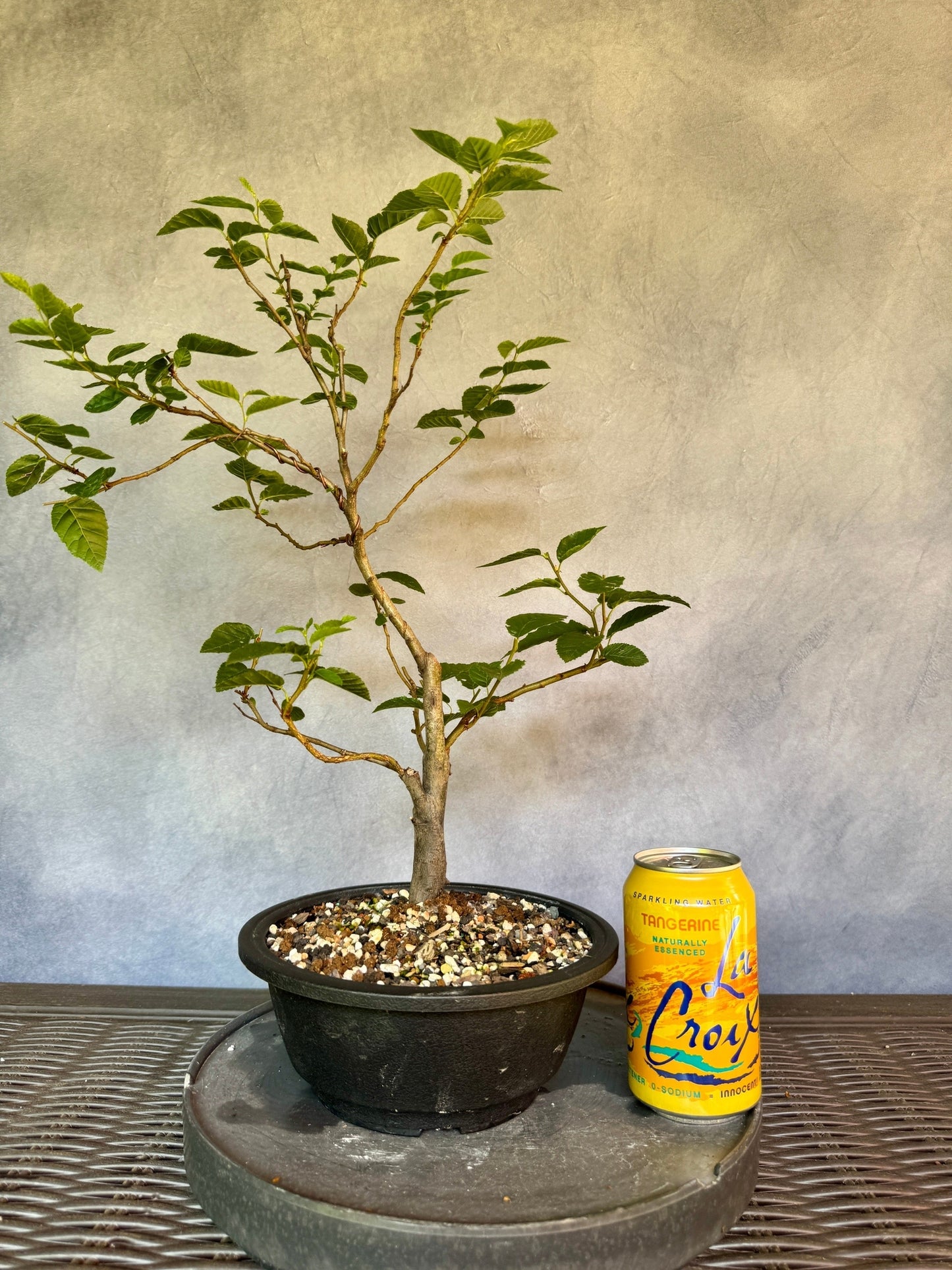 European Hornbeam #1