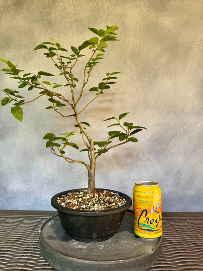 European Hornbeam #1