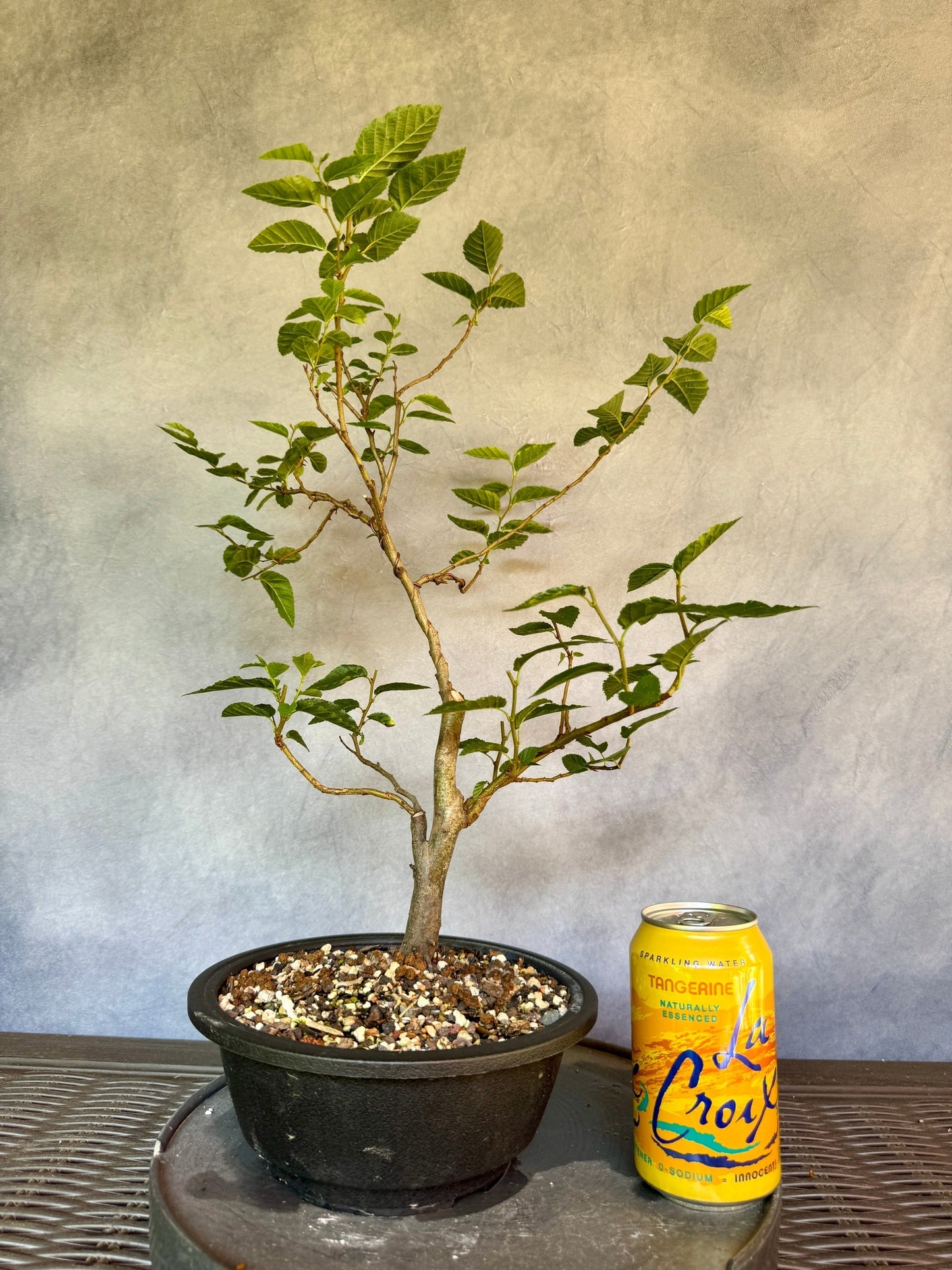 European Hornbeam #1