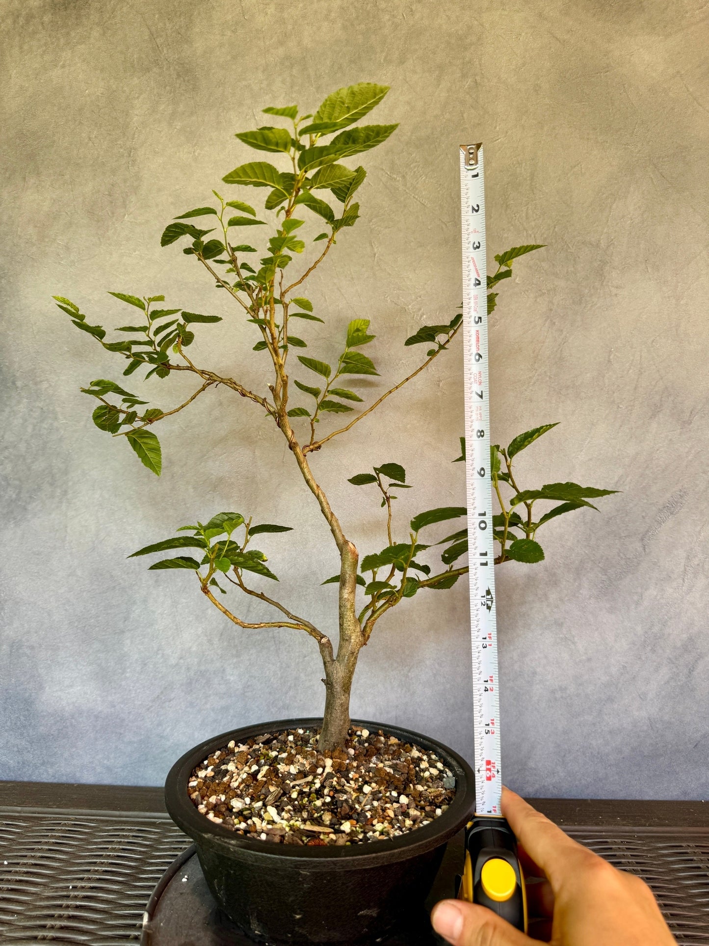 European Hornbeam #1