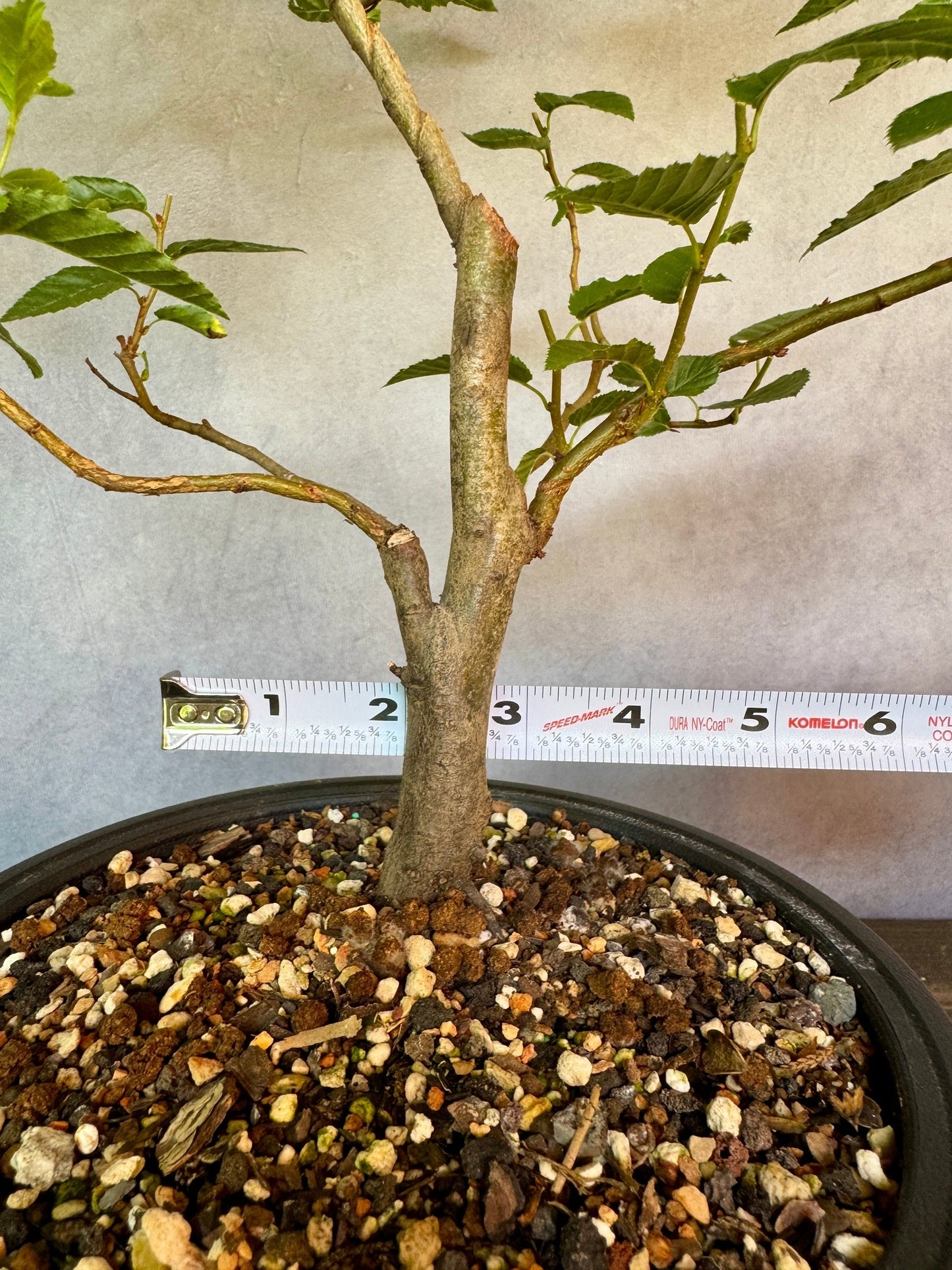 European Hornbeam #1