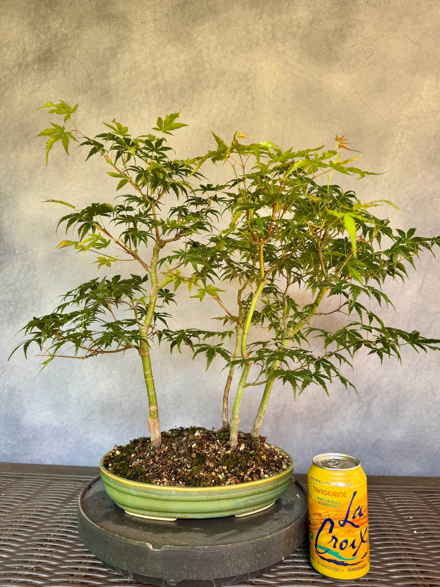 Japanese Maple Forest #1