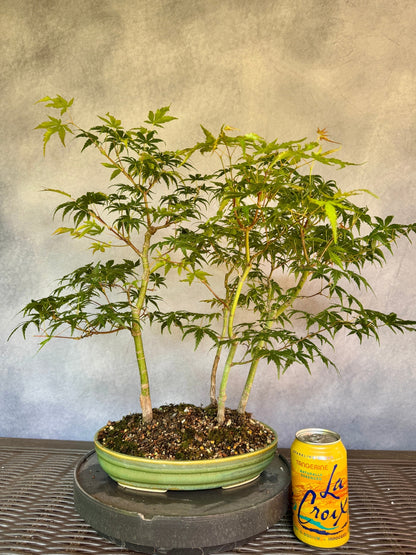 Japanese Maple Forest #1