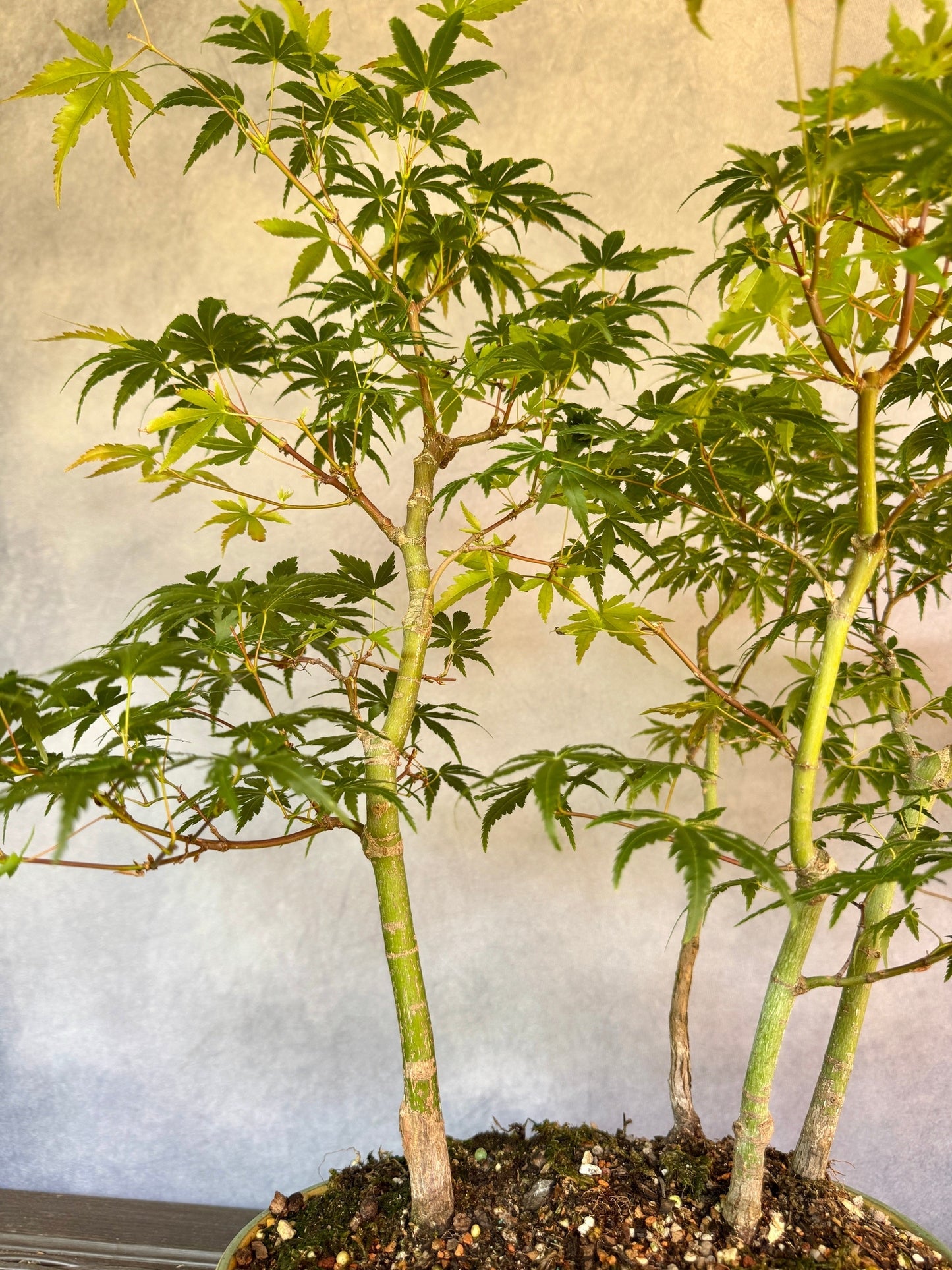 Japanese Maple Forest #1