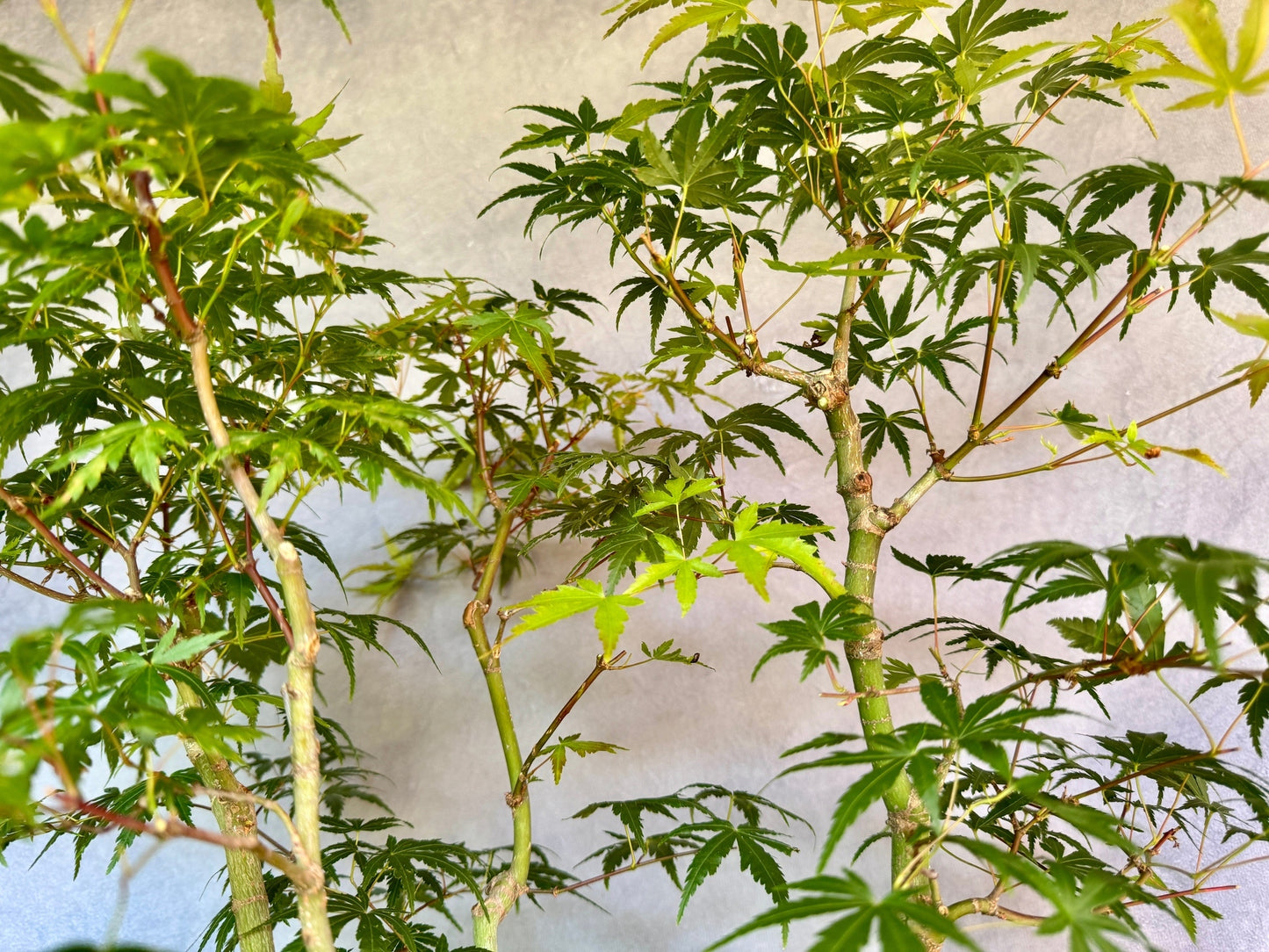 Japanese Maple Forest #1