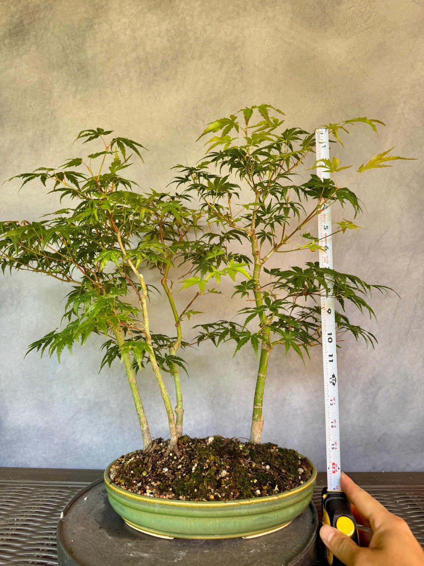 Japanese Maple Forest #1
