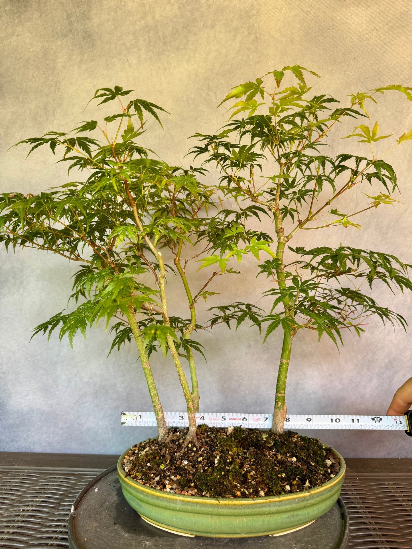 Japanese Maple Forest #1