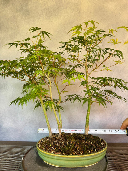 Japanese Maple Forest #1