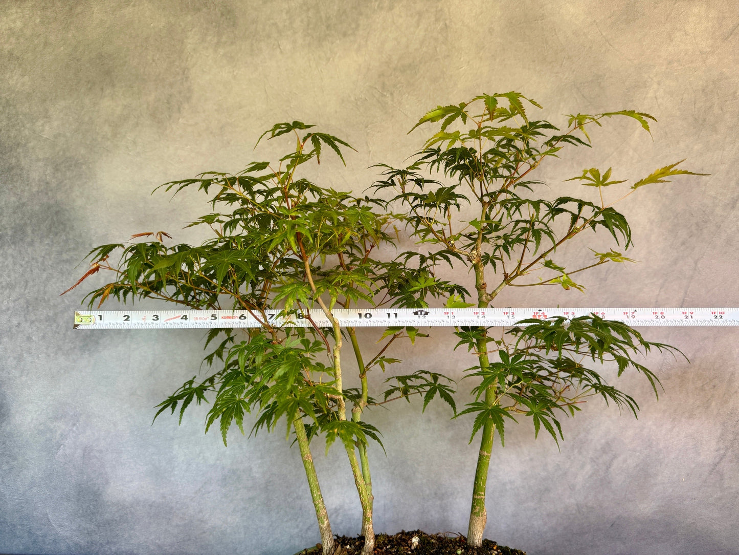Japanese Maple Forest #1