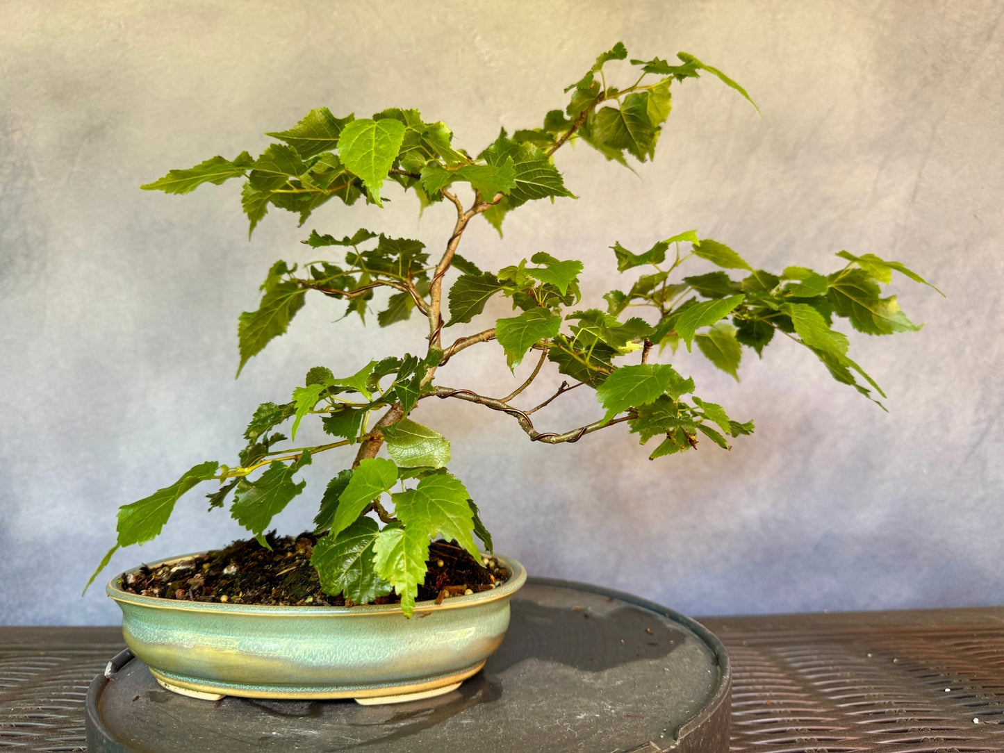 Lico Dwarf Littleleaf Linden #1