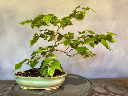 Lico Dwarf Littleleaf Linden #1