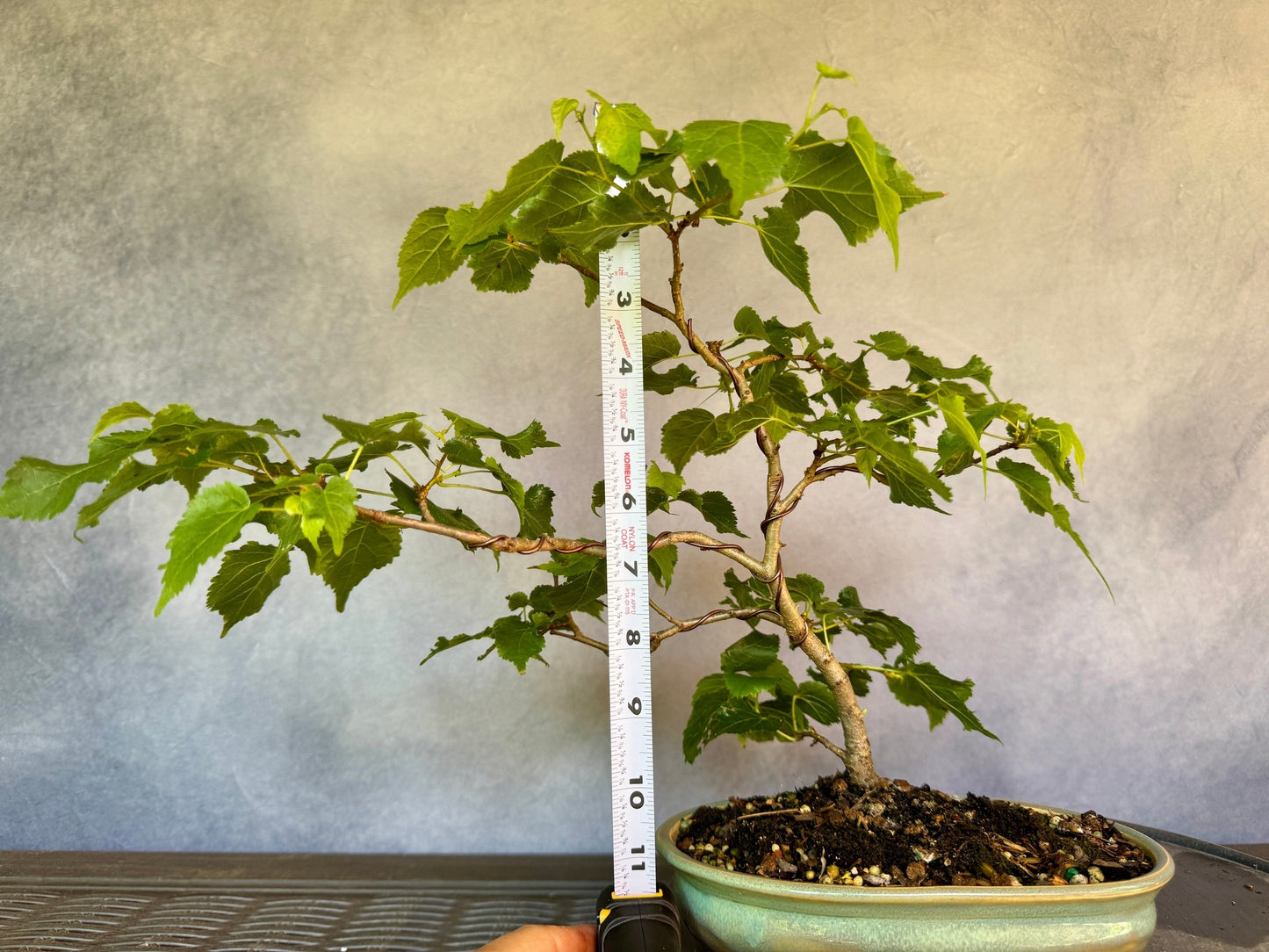 Lico Dwarf Littleleaf Linden #1