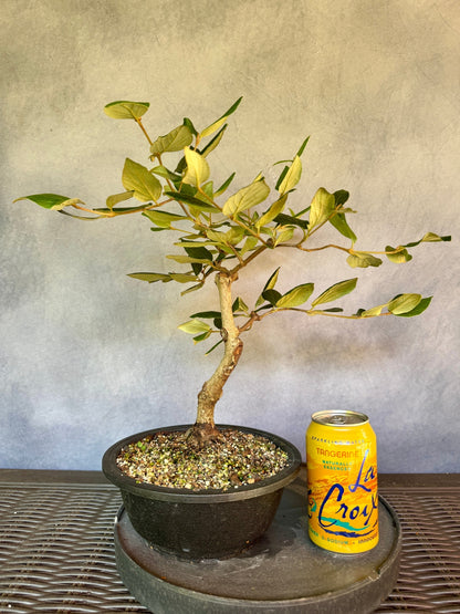 Koreanspice Viburnum #1