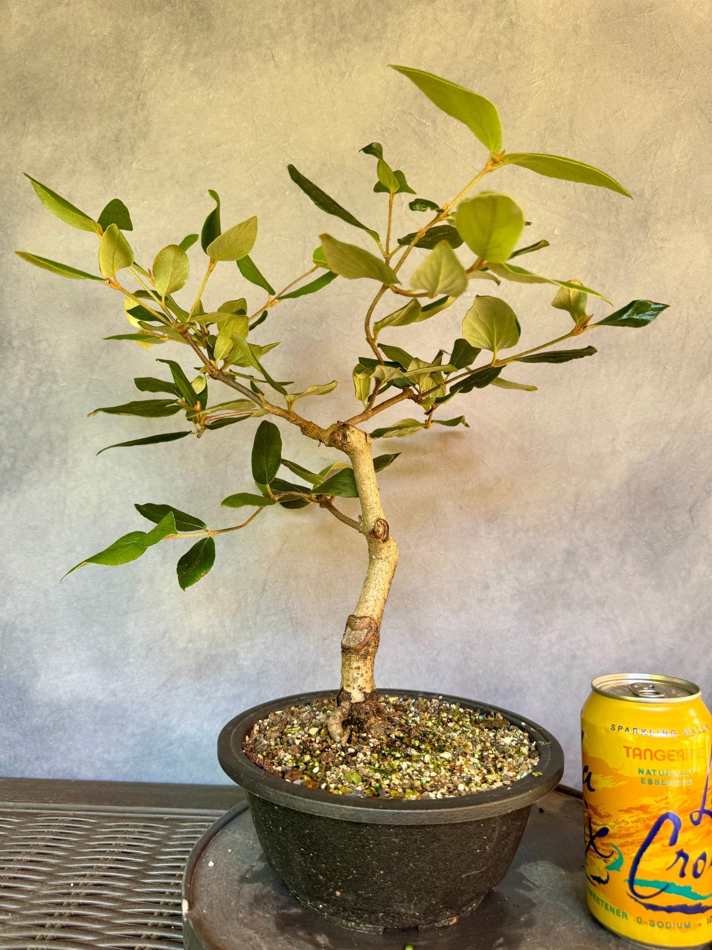 Koreanspice Viburnum #1